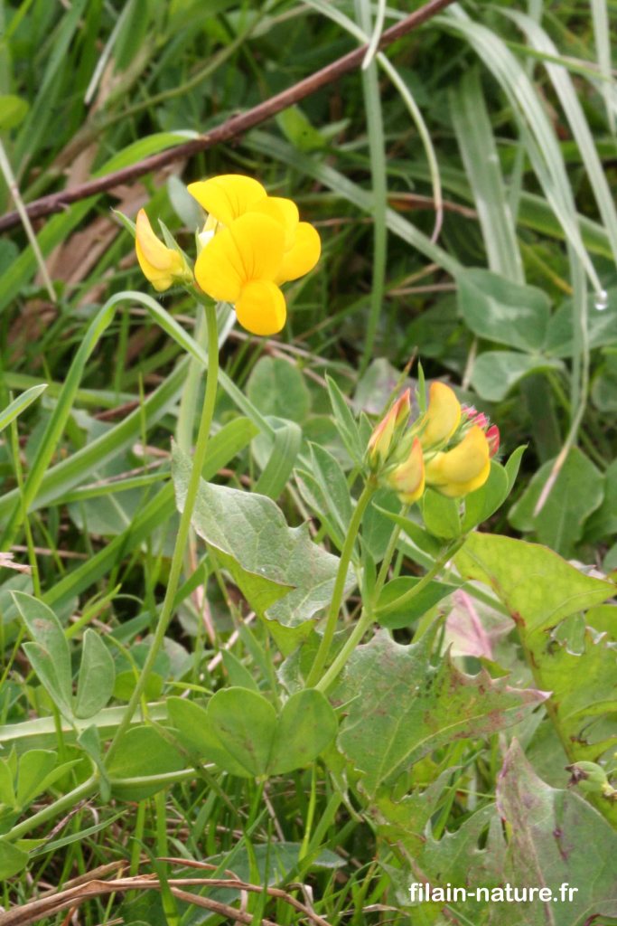 Lotus corniculatus Linné-  Pied-de-poule - Filain (Haute-Saône) - 
Photographie Jean-Noël Latroyes - www.filain-nature.fr