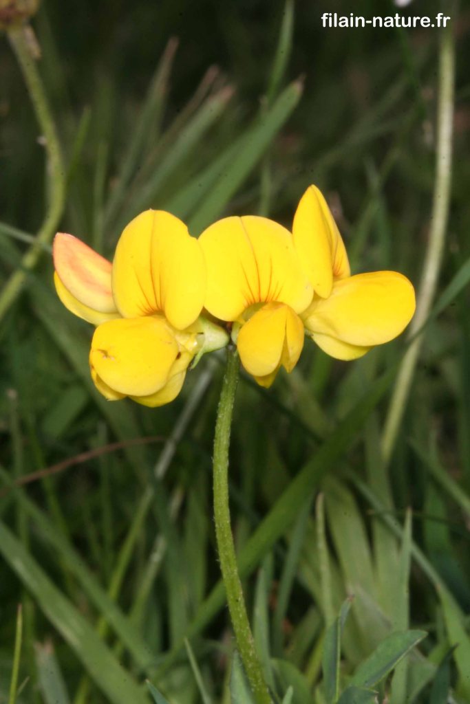 Fleur de Lotus corniculatus Linné-  Pied-de-poule - Filain (Haute-Saône) - 
Photographie Jean-Noël Latroyes - www.filain-nature.fr