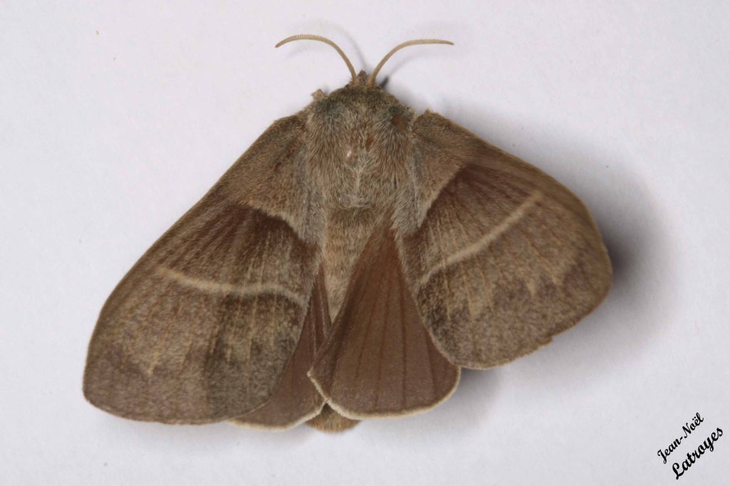 Papillon hétérocère Macrothylacia rubi Linné Linné - photographie Jean-Noël Latroyes - Soirée du 27 mai 2022 vers 23h00 -Filain - Haute-Saône - www.filain-nature.fr