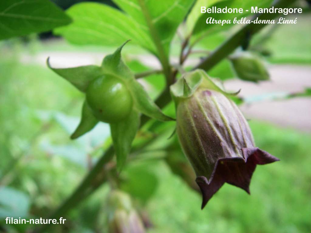 Fleur de Belladone - Mandragore- Atropa bella-donna Linné Filain (Haute-Saône) - Photographie Jean-Noël Latroyes www.filain-nature.fr