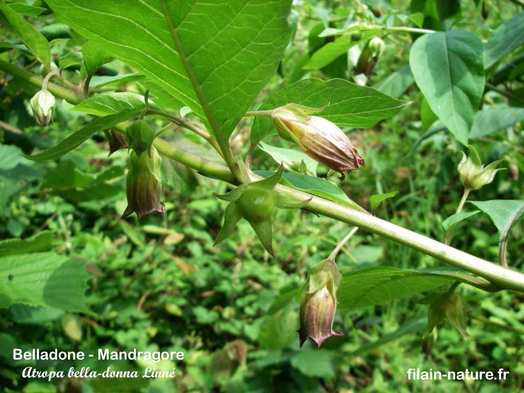 Baie de Belladone - Mandragore- Atropa bella-donna Linné Filain (Haute-Saône) - Photographie Jean-Noël Latroyes www.filain-nature.fr