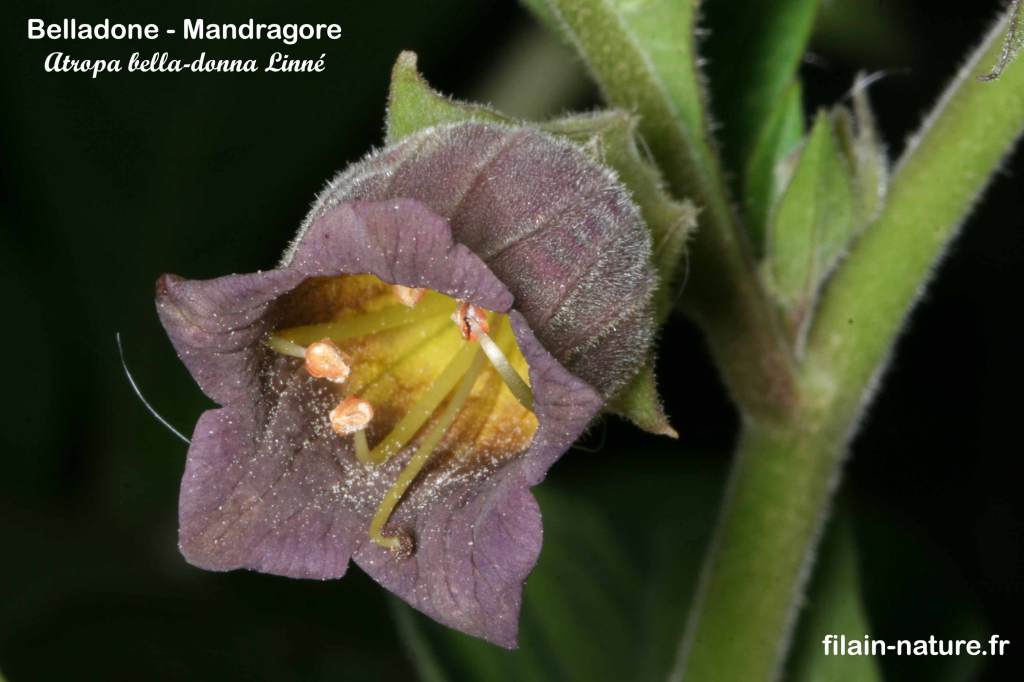 Corolle - fleur de Belladone - Mandragore- Atropa bella-donna Linné Filain (Haute-Saône) - Photographie Jean-Noël Latroyes www.filain-nature.fr