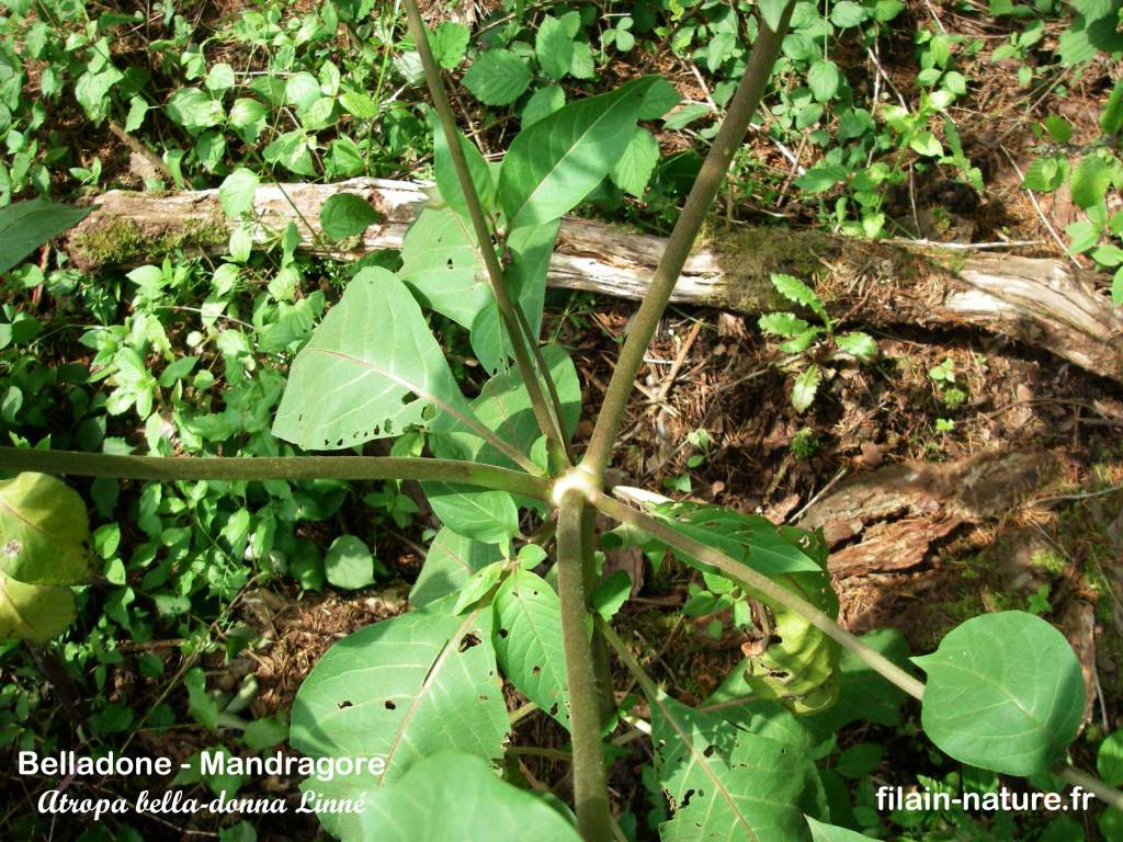 Feuillage Belladone - Mandragore- Atropa bella-donna Linné Filain (Haute-Saône) - Photographie Jean-Noël Latroyes www.filain-nature.fr