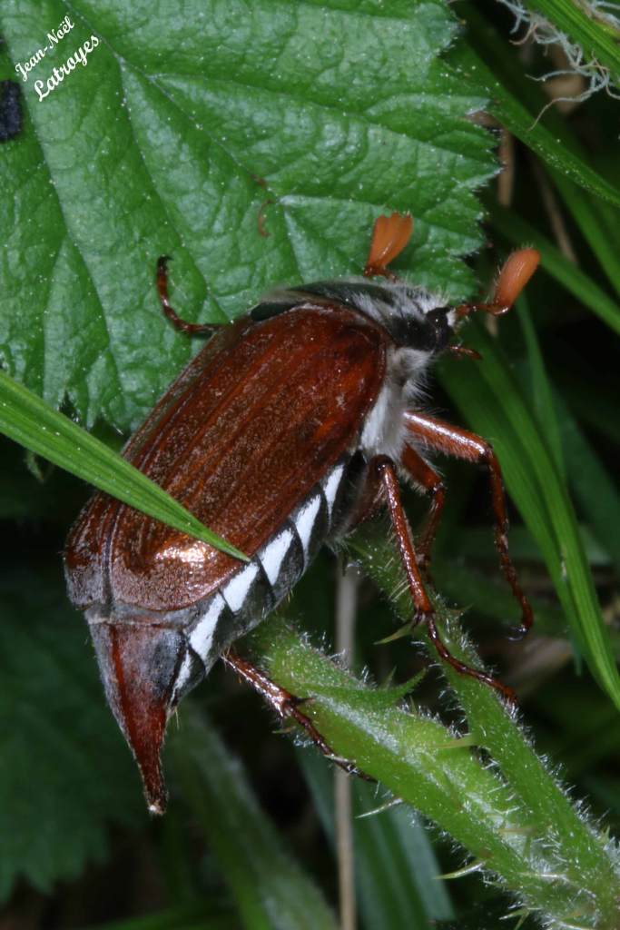 Cette image a un attribut alt vide ; le nom du fichier est melolontha-melolontha_4283.jpg