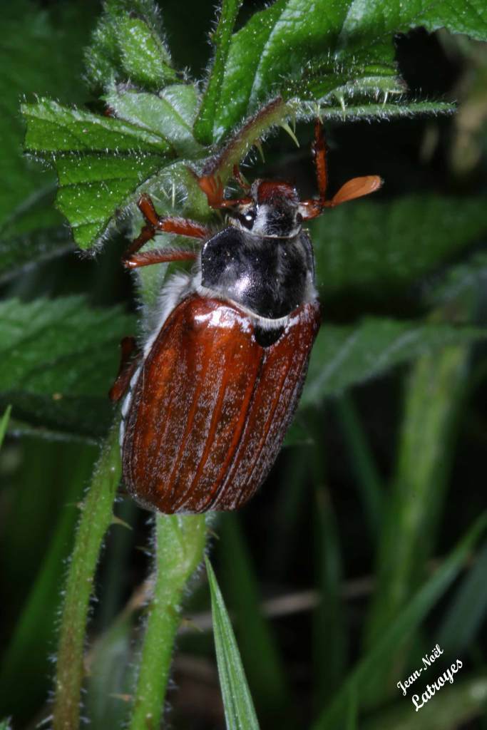 Melolontha melolontha Linné mâle sur Urtica dioica (ortie) Hanneton commun Filain (Haute-Saône) 30-04-2022 Photographie Jean-Noël Latroyes www.filain-nature.fr