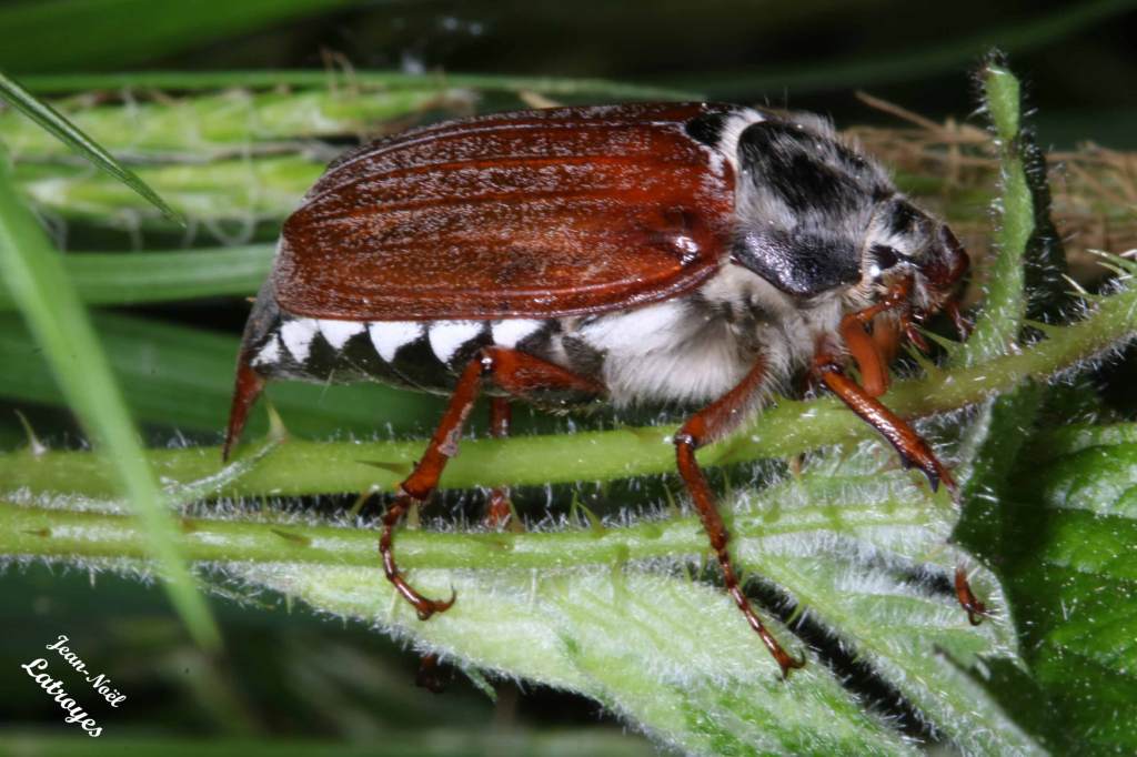 Melolontha melolontha Linné mâle sur Urtica dioica (ortie) Hanneton commun Filain (Haute-Saône) 30-04-2022 Photographie Jean-Noël Latroyes www.filain-nature.fr
