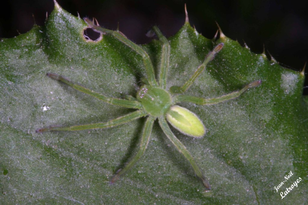 Araignée femelle Micrommata virescens Clerck - Filain (Haute-Saône)
mai 2007 Photographie Jean-Noël Latroyes - www.filain-nature.fr