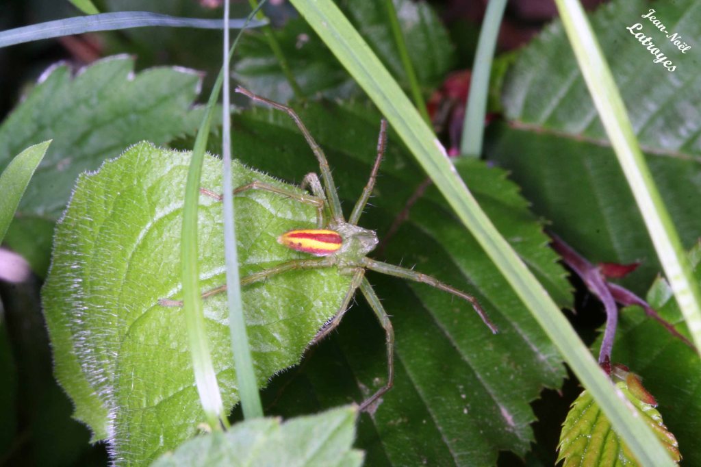 Araignée mâle Micrommata virescens Clerck - Filain (Haute-Saône)mai 2007 Photographie Jean-Noël Latroyes - www.filain-nature.fr