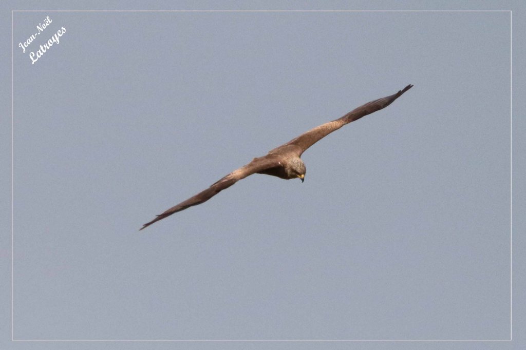 Milan noir - Milvus migrans planant - Filain (Haute-Saône) - 20 mai 2022
 Photographie Jean-Noël Latroyes - www.filain-nature.fr