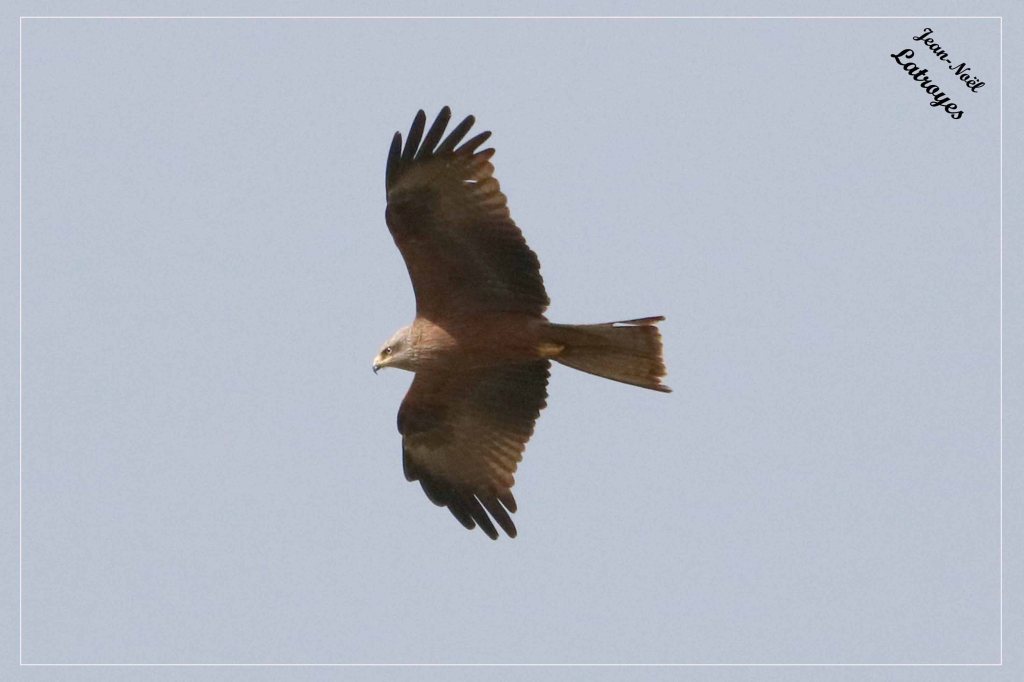 Milan noir - Milvus migrans en vol - Filain (Haute-Saône) - 20 mai 2022
 Photographie Jean-Noël Latroyes- www.filain-nature.fr