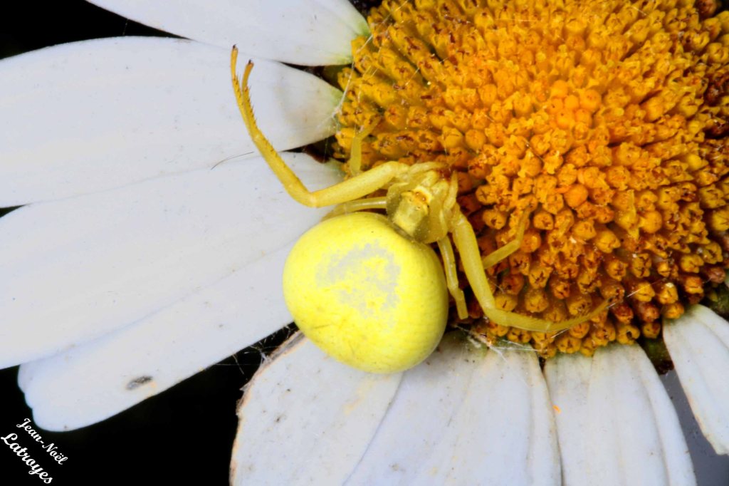 Araignée Misunema vatia en habit jaune. Filain ( Haute-Saône) - 
Photographie Jean-Noel Latroyes - Juin 2012 - www.filain-nature.fr