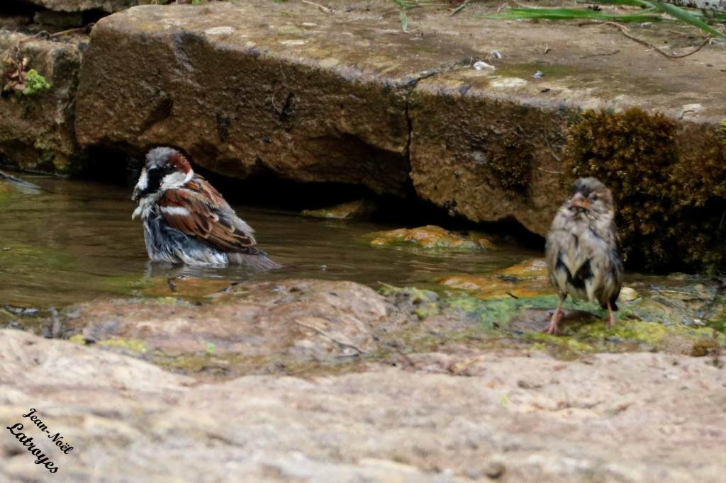 Couple de Moineaux domestiques à la baignade  - Hiver 2021-2022 - Source de Filain (Haute-Saône) - Photographie Jean-Noël Latroyes - www.filain-nature.fr