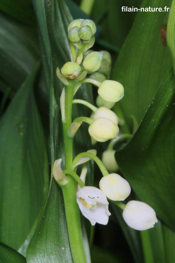 Clochettes de Muguet de mai - Convallaria maialis Linné Filain (Haute-Saône) Photographie Jean-Noël Latroyes www.filain-nature.fr
