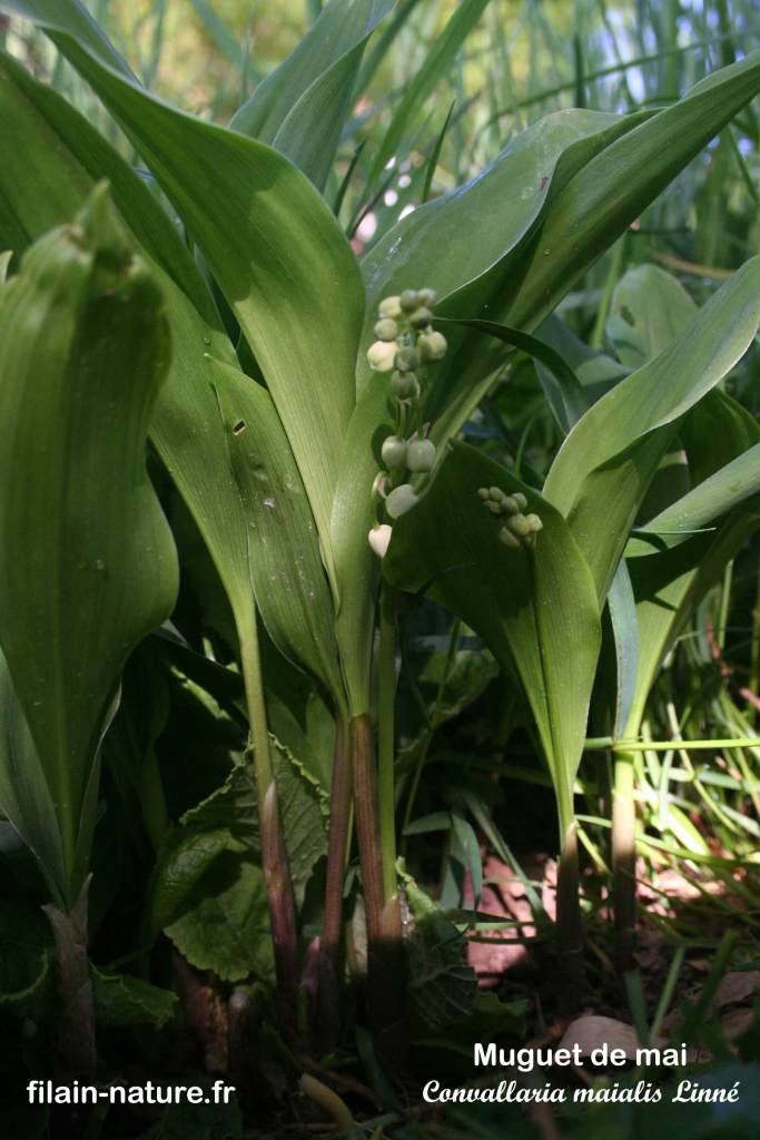 Muguet de mai - Convallaria maialis Linné Filain (Haute-Saône)
Photographie Jean-Noël Latroyes www.filain-nature.fr