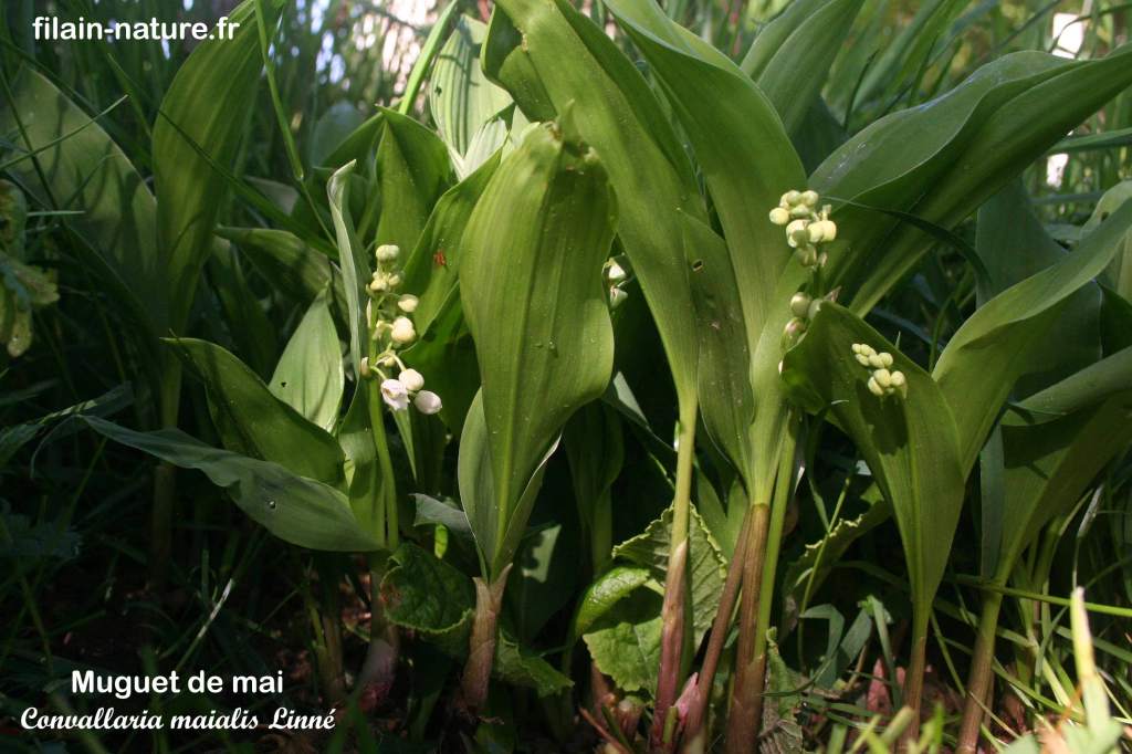 Muguet de mai - Convallaria maialis Linné Filain (Haute-Saône)
Photographie Jean-Noël Latroyes www.filain-nature.fr