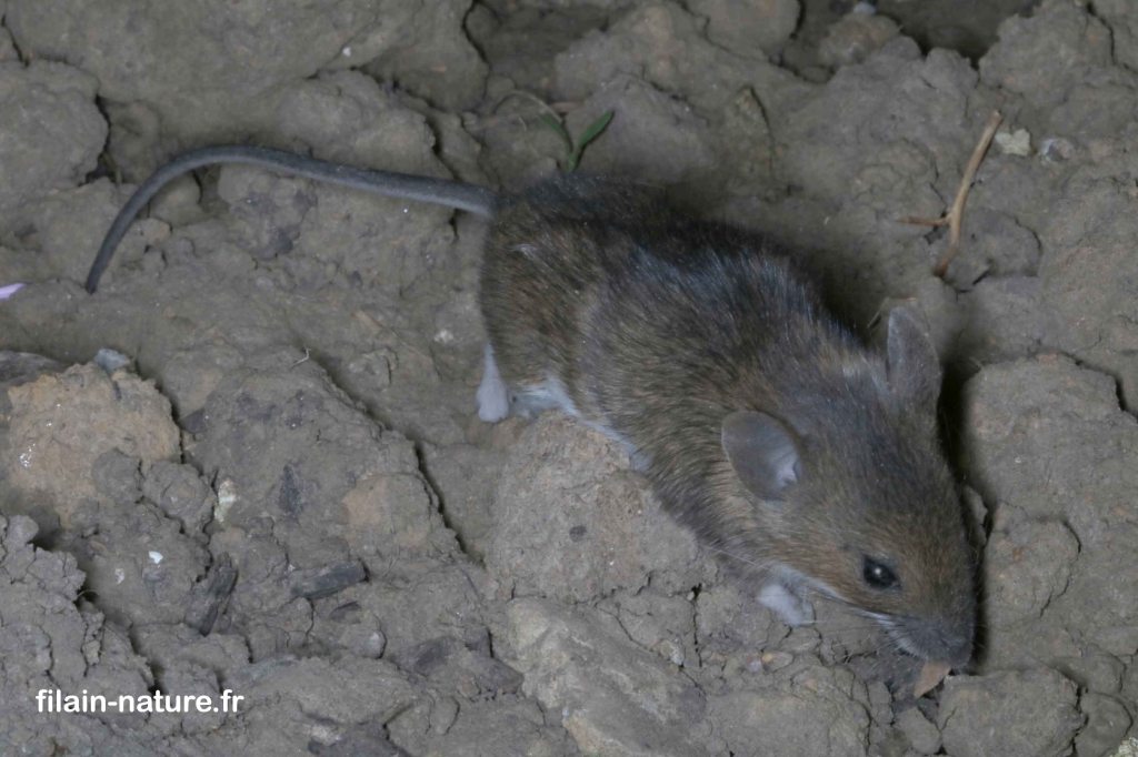 Mulot fauve - Apodemus flavicollis - Filain (Haute-Saône) 16 mai 2022
Photographie Jean-Noël Latroyes www.filain-nature.fr