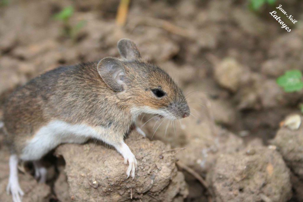 Mulot fauve - Apodemus flavicollis - Filain (Haute-Saône) 16 mai 2022
 Photographie Jean-Noël Latroyes www.filain-nature.fr