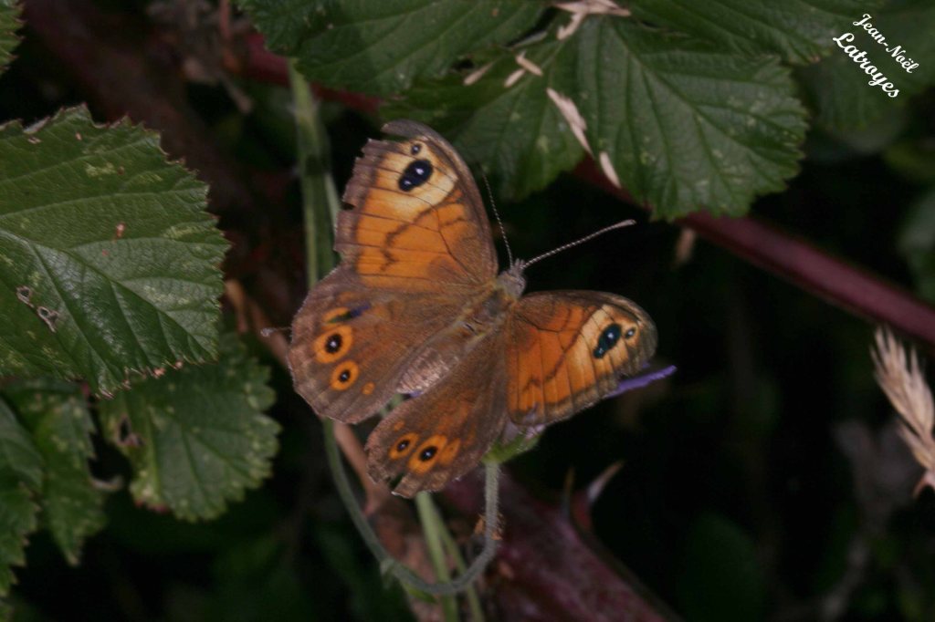 Némusien - Lasiommata maera - Femelle - Filain (Haute-Saône) - Juillet 2018 - Photographie Jean-Noël Latroyes - www.filain-nature.fr