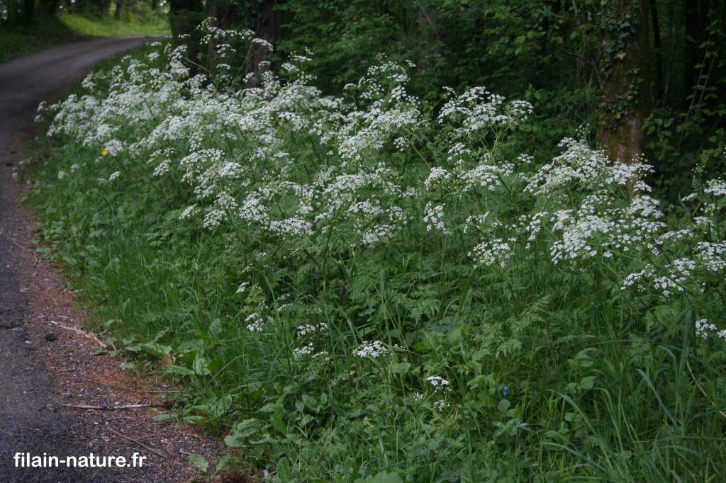 Persil sauvage Anthriscus sylvestris Linné Filain (Haute-Saône) 2 mai 2022 - Photographie Jean-Noël Latroyes www.filain-nature.fr