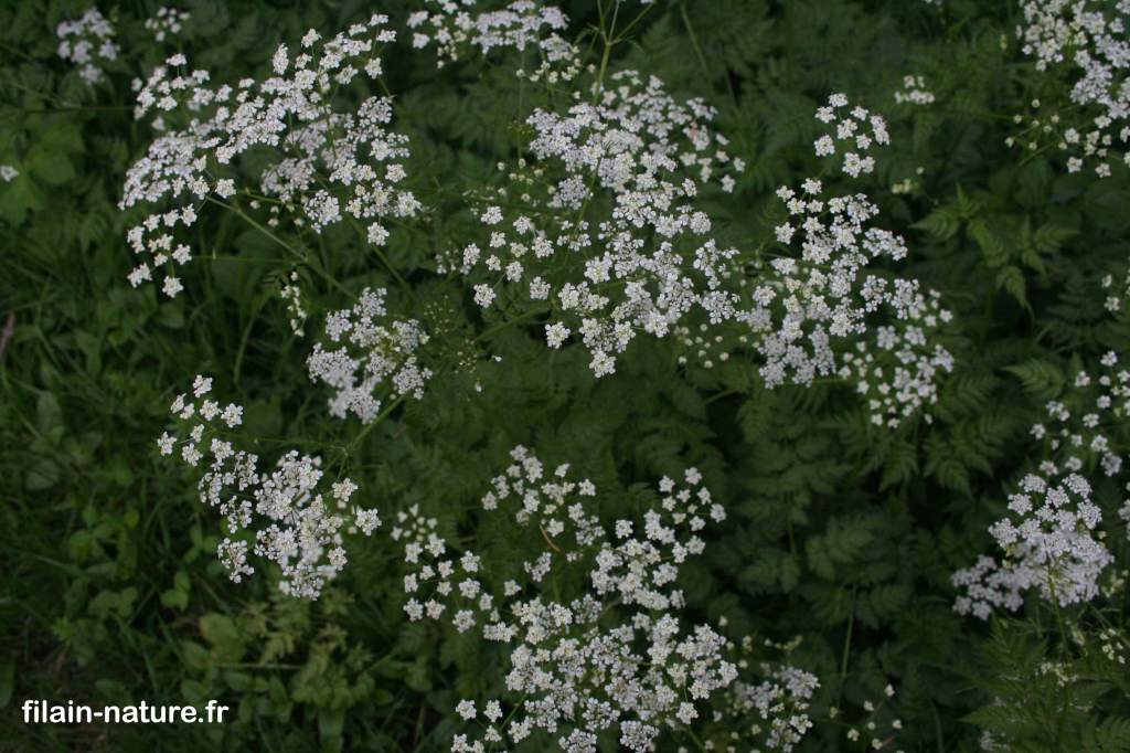 Détail fleurs de Persil sauvage Anthriscus sylvestris Linné Filain (Haute-Saône) 2 mai 2022 - Photographie Jean-Noël Latroyes www.filain-nature.fr