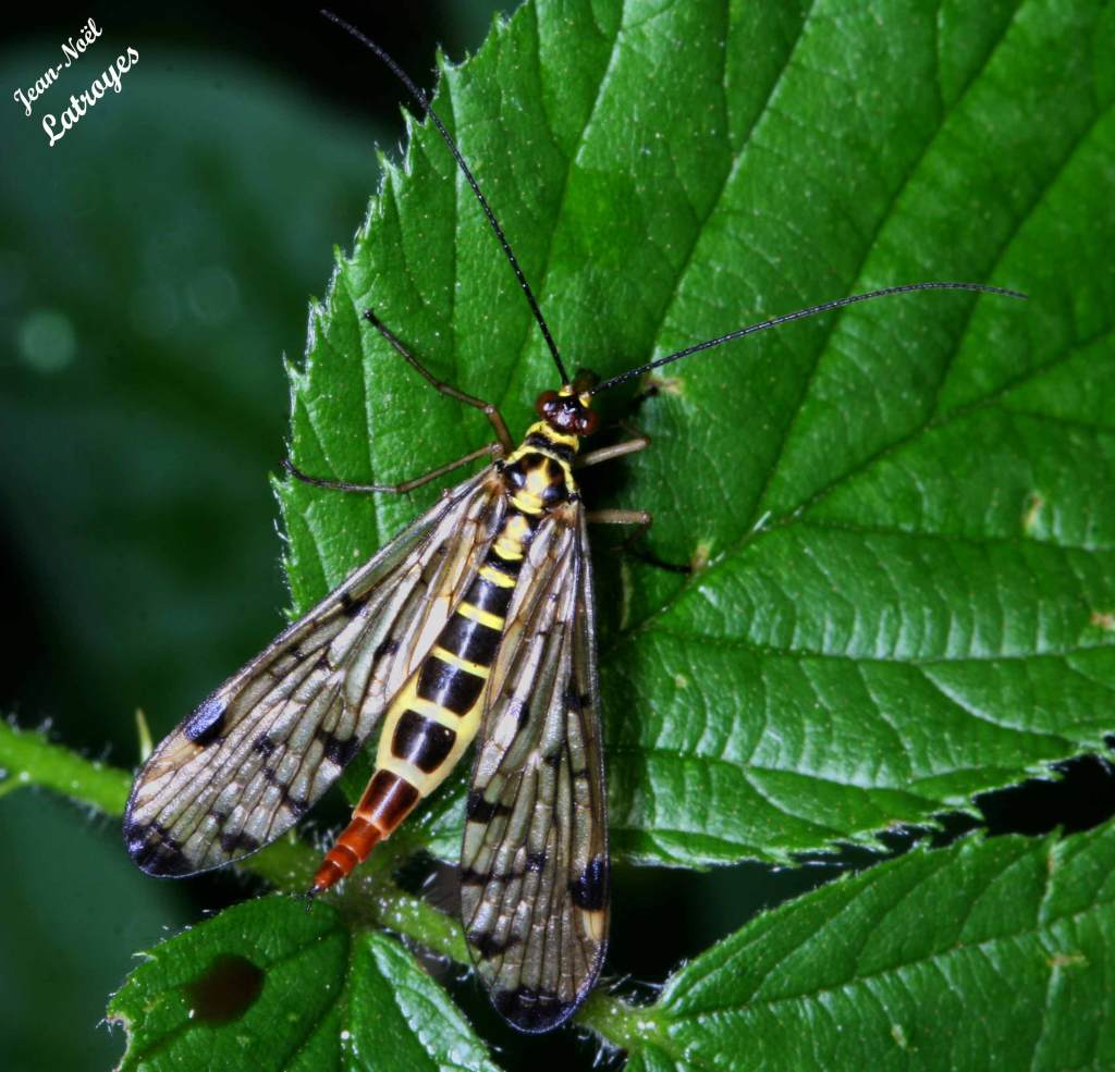 Mouche-scorpion Panorpe communis Filain Haute-Saône 28 avril 2022 Photographie Jean-Noël Latroyes www.filain-nature.fr