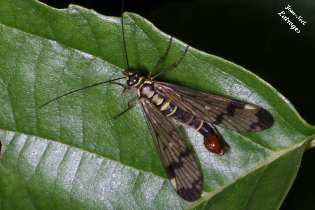 Écoulement depuis le crochet de la Mouche-scorpion Panorpe communis Filain Haute-Saône 28 avril 2022 Photographie Jean-Noël Latroyes www.filain-nature.fr