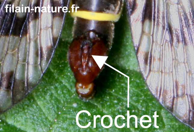 Détail du crochet Mouche-scorpion Panorpe communis Filain Haute-Saône 28 avril 2022 Photographie Jean-Noël Latroyes www.filain-nature.fr