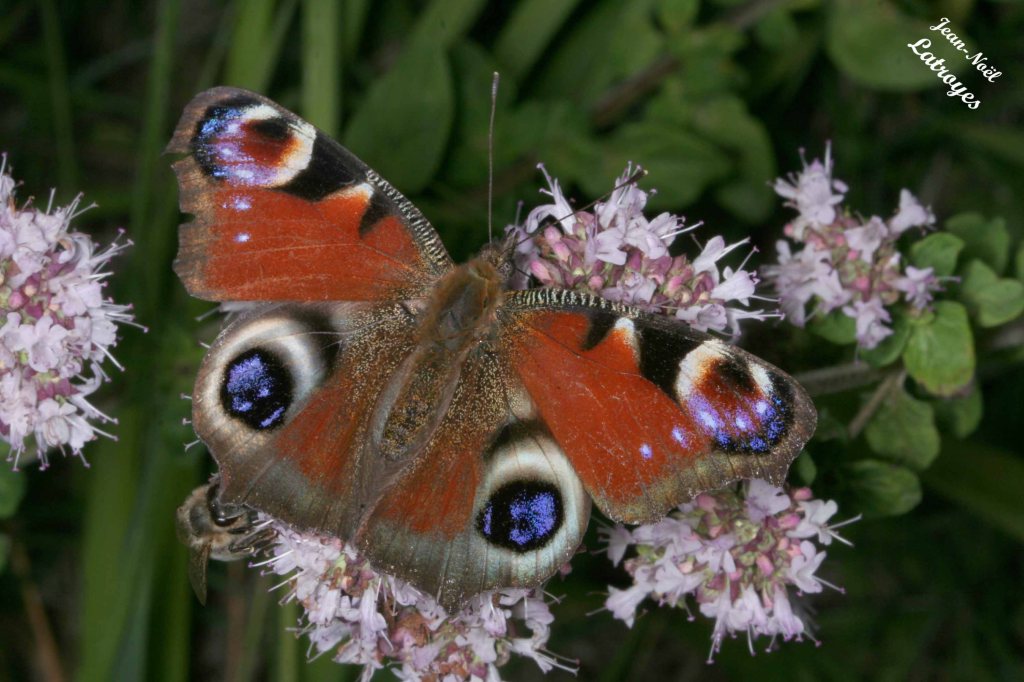 Paon du jour Inachis Io Linné - Filain (Haute-Saône) – juin 2017 – Photographie Jean-Noël Latroyes - www.filain-nature.fr