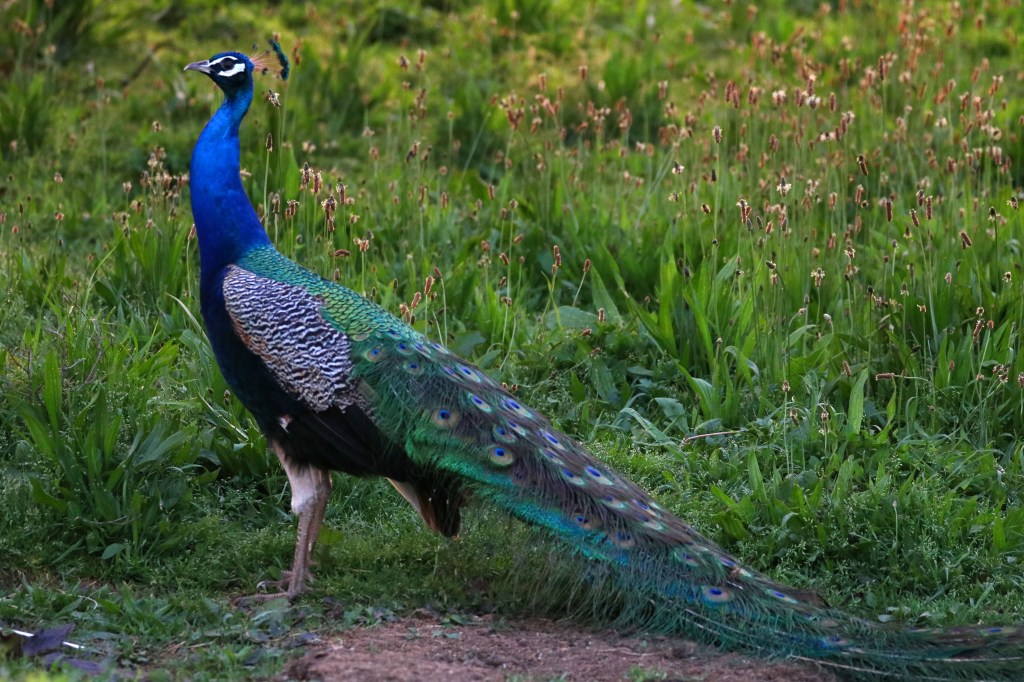 Profil de Paon mâle - Filain (Haute-Saône) Photographie Jean-Noël Latroyes - www.filain-nature.fr