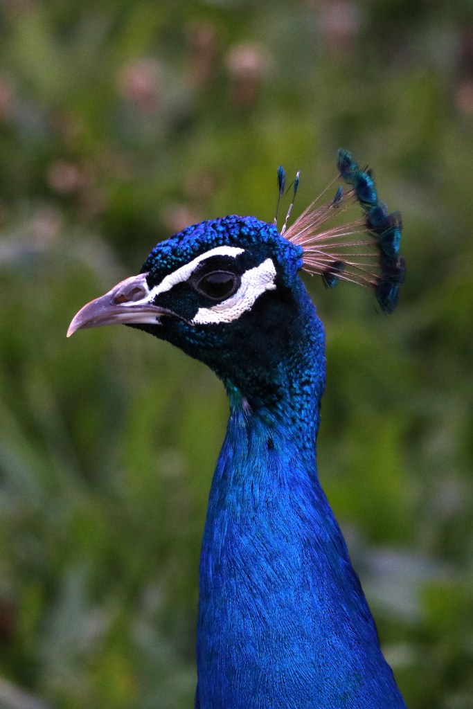 Tête de Paon mâle - Filain (Haute-Saône) Photographie Jean-Noël Latroyes - www.filain-nature.fr