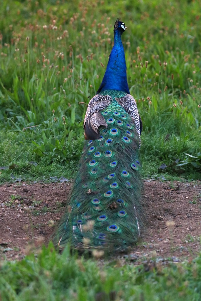 Vue arrière d'un Paon mâle - Filain (Haute-Saône) Photographie Jean-Noël Latroyes - www.filain-nature.fr