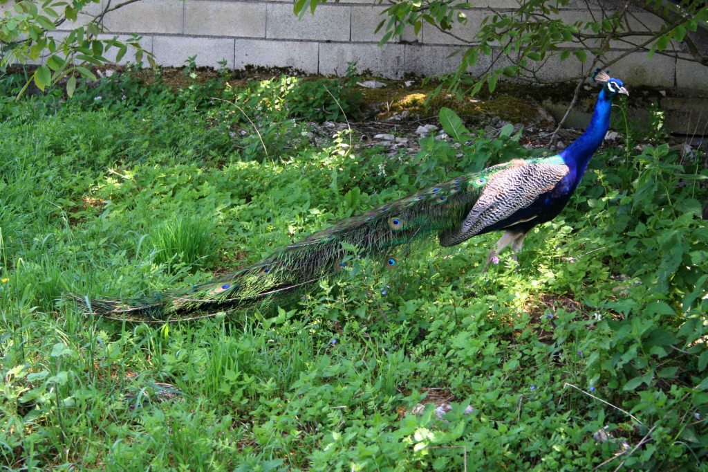 Paon mâle - Filain (Haute-Saône) www.filain-nature.fr-  Photographie Jean-Noël Latroyes