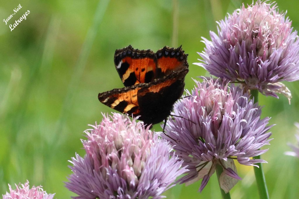 Petite tortue sur ciboulette - Aglais urticae Linné - ailes dépliées sur ciboulette - 25 mai 2022 - Filain (Haute-Saône) Photographie Jean-Noël Latroyes - www.filain-nature.fr