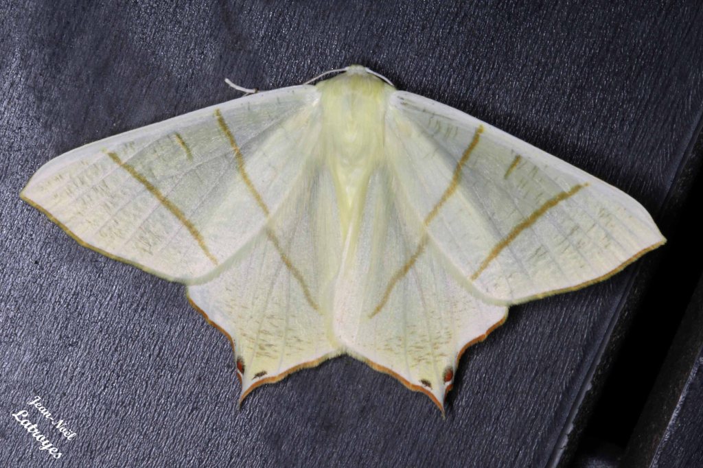 Phalène du sureau, la Phalène soufrée -  Ourapteryx sambucaria Linné - Photographiée à Filain (Haute-Saône) dans la soirée du 27 mai 2022, vers 23 h 30. 
Envergure 40 mm environ
Photographie Jean-Noël Latroyes - www.filain-nature.fr