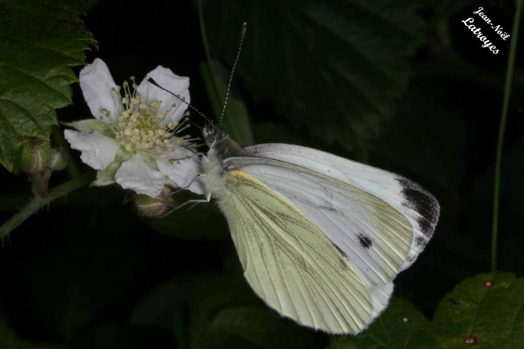Pieris napi Linné mâle - Piste cyclable Fontenois-lès-Montbozon (04-05-2022). Photographie Jean-Noël Latroyes www.filain-nature.fr