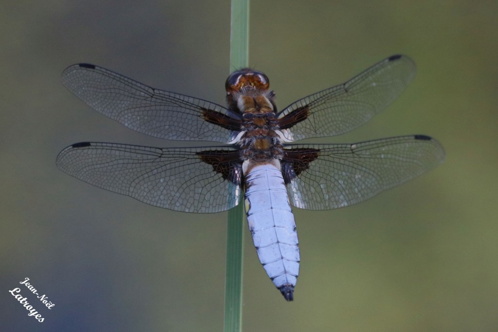 Libellule Platetrum depressum (Linné) Vy-lès-Filain (Haute-Saône) Photographie Jean-Noël Latroyes 12 mai 2022 www.filain-nature.fr