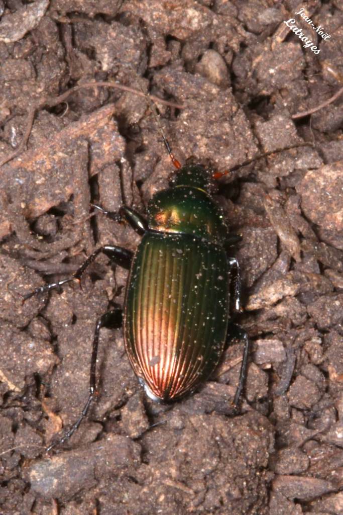 Poecilus cupreus Linné. Ce joli carabidae d'un ton cuivré mesure environ 15-18 mm de longueur. Filain (Haute-Saône). Photographie Jean-Noël Latroyes www.filain-nature.fr