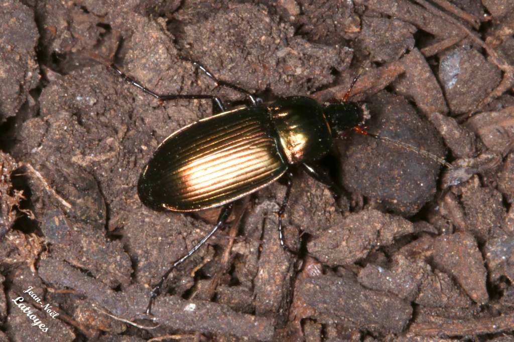 Poecilus cupreus Linné -  Filain (Haute-Saône) - mai 2022 - Photographie Jean-Noël Latroyes - www.filain-nature.fr