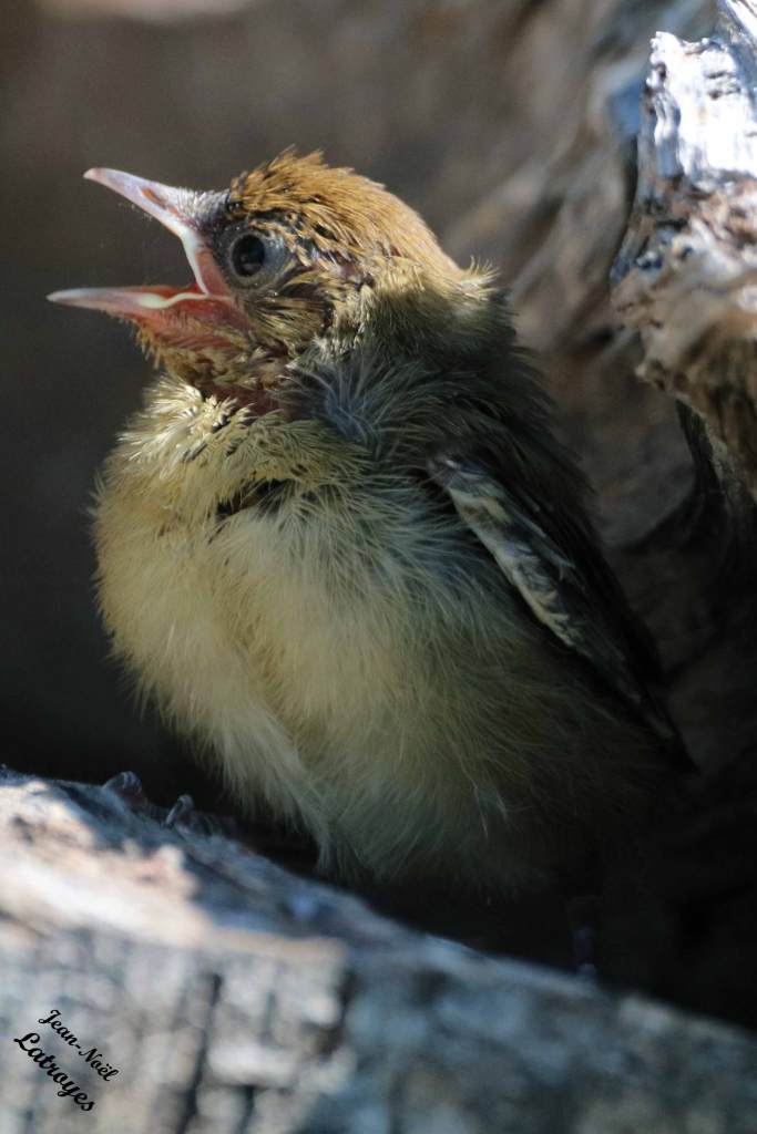 Oisillon chanteur de fauvette à tête noire - Sylvia atrica - Vallée de l'Ognon - Haute-Saône - Photographie Jean-Noël Latroyes - www.filain-nature.fr