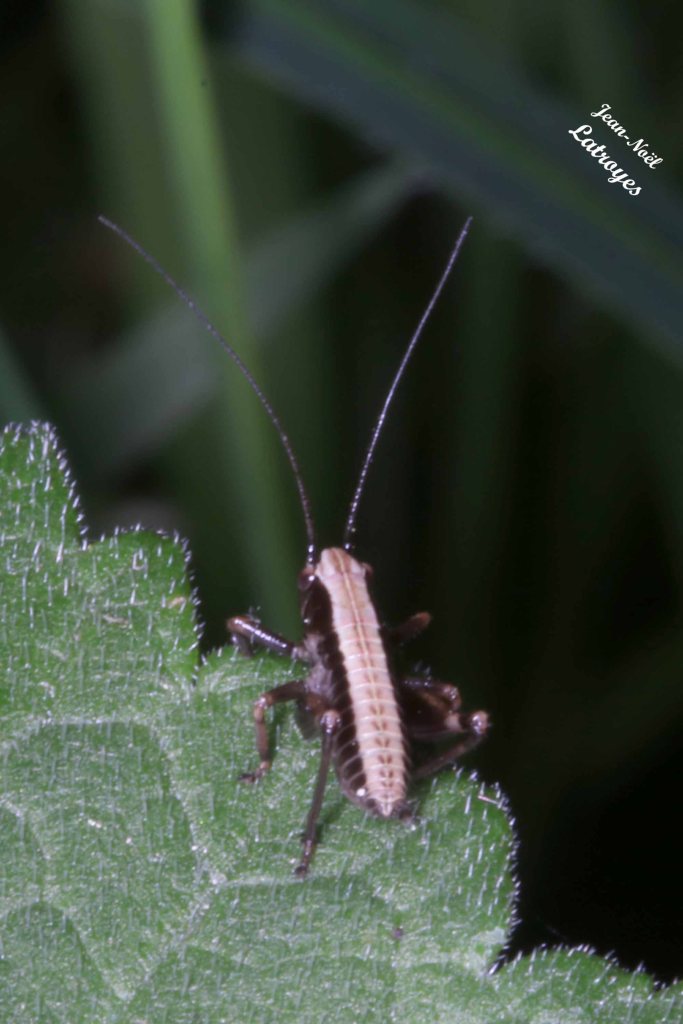 Sauterelle Decticelle cendrée - Pholidoptera griseo - Filain (Haute-Saône) - 10 mai 2022 - Photographie Jean-Noël Latroyes - www.filain-nature.fr