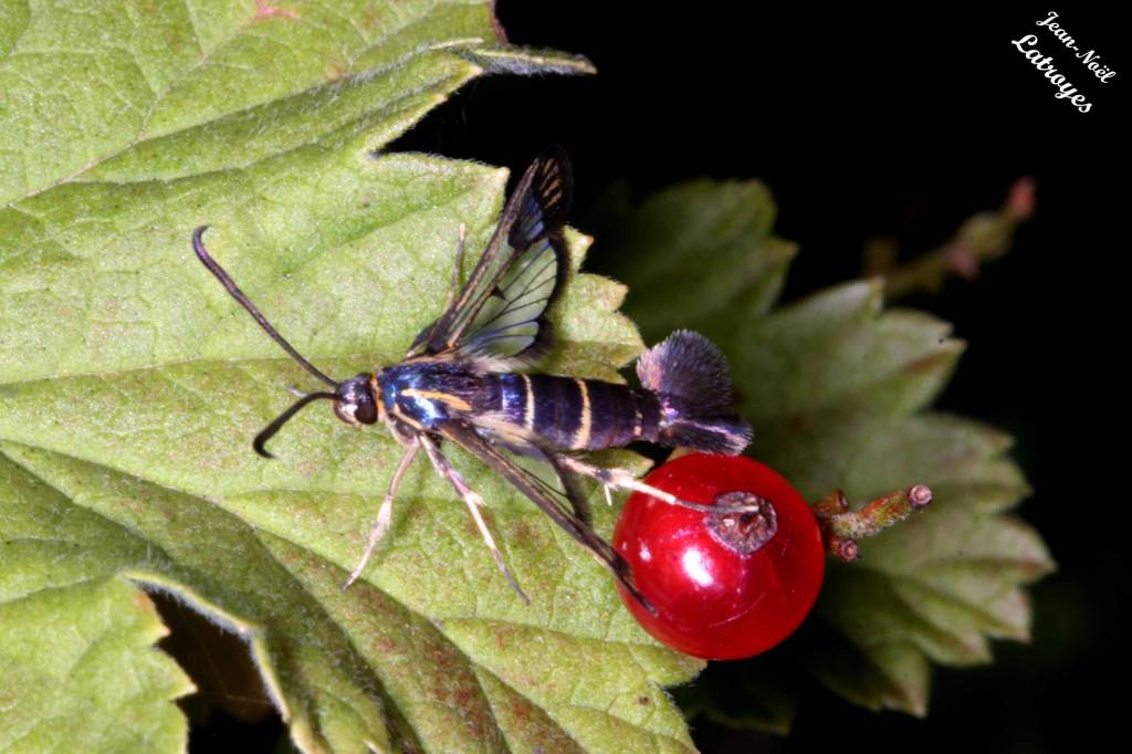 Papillon Sésie Synanthedon tipuliformis Clerck sur groseiller - Filain (Haute-Saône) – juin 2017 – Photographie Jean-Noël Latroyes - www.filain-nature.fr