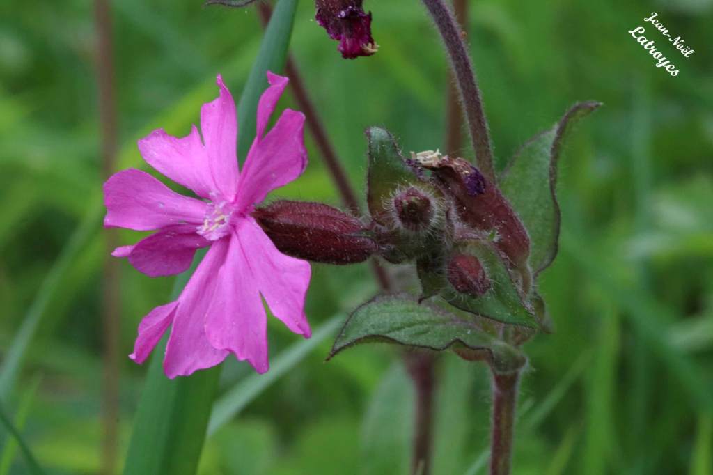 Compagnon rouge Silene dioica Linné Melandrium dioicum Filain (Haute-Saône) Photographie Jean-Noël Latroyes www.filain-nature.fr