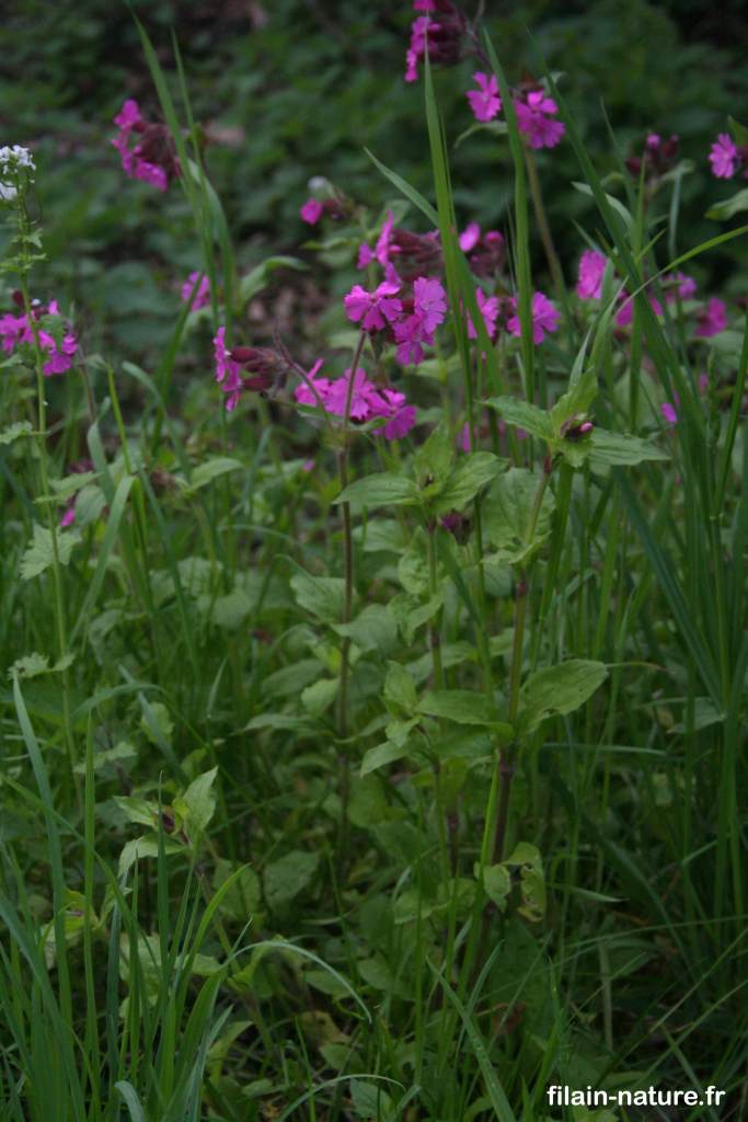 Compagnon rouge Silene dioica Linné Melandrium dioicum Filain (Haute-Saône) Photographie Jean-Noël Latroyes www.filain-nature.fr