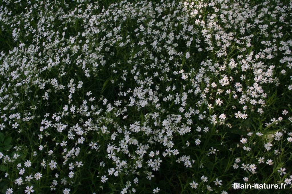 Parterre de Stellaire holostée - Stellaria holostea Linné - Filain (Haute-Saône) Photographie Jean-Noël Latroyes www.filain-nature.fr