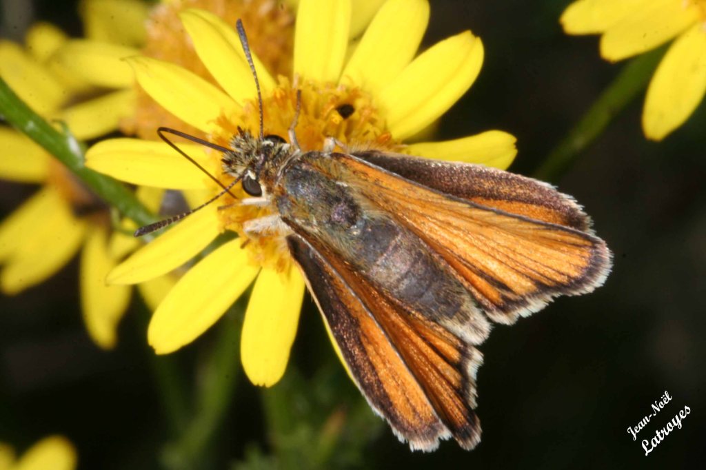 Sylvaine - Ochlodes venatus - Filain (Haute-Saône) - Photographie Jean-Noël Latroyes - www.filain-nature.fr