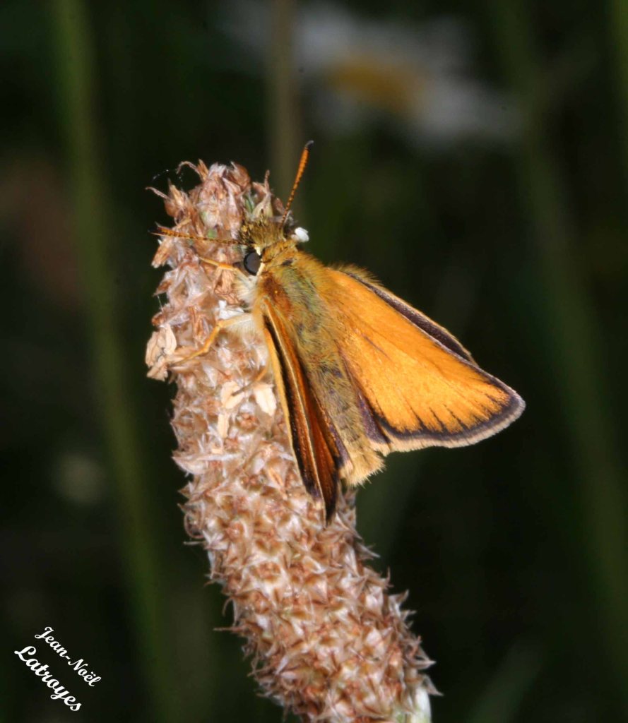Sylvaine - Ochlodes venatus sur plantain - Filain (Haute-Saône) - Photographie Jean-Noël Latroyes - www.filain-nature.fr