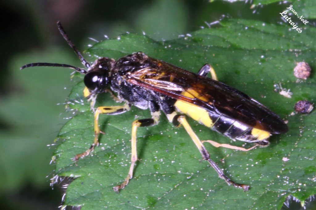 Mouche à scie Symphyte Tenthredo s.p. - sur Ortie (Urtica dioica) - Filain (Haute-Saône) 18 mai 2022 - Photographie Jean-Noël Latroyes - www.filain-nature.fr