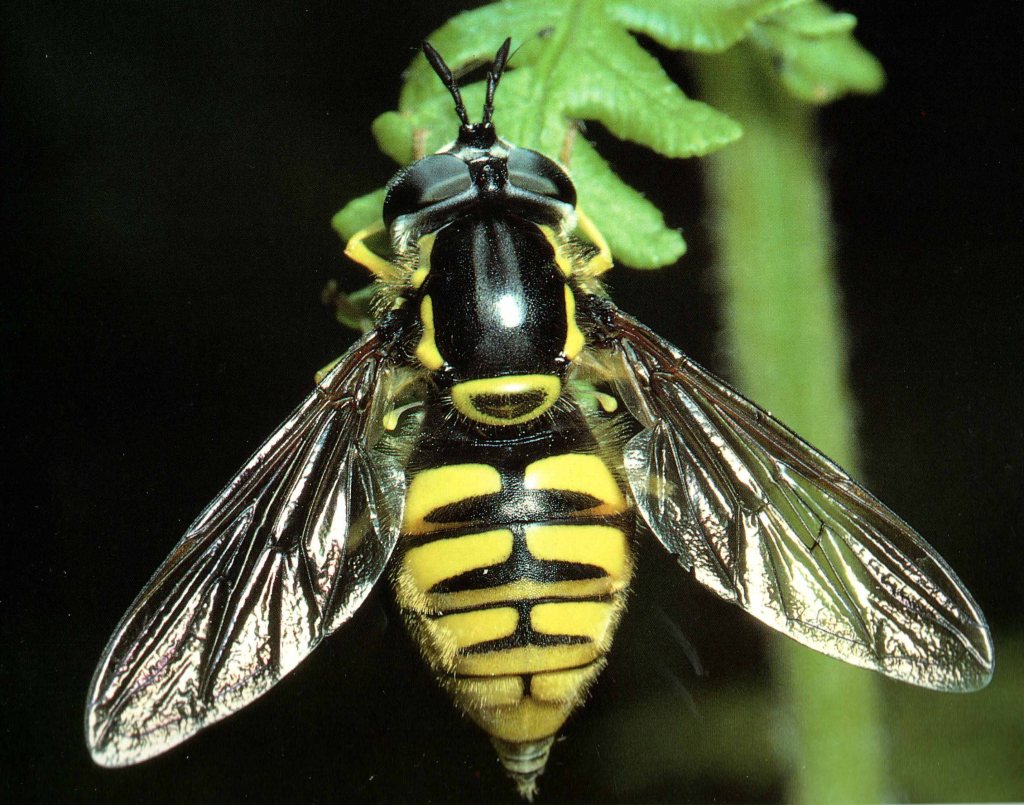 Syrphe Chrysotoxum cautum Harris