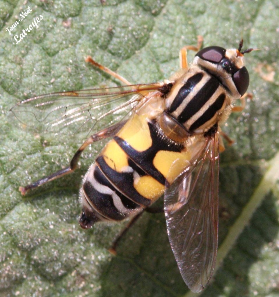 Syrphe Helophilus pendulus Linné - Filain (Haute-Saône) – juin 2019 – Photographie Jean-Noël Latroyes - www.filain-nature.fr