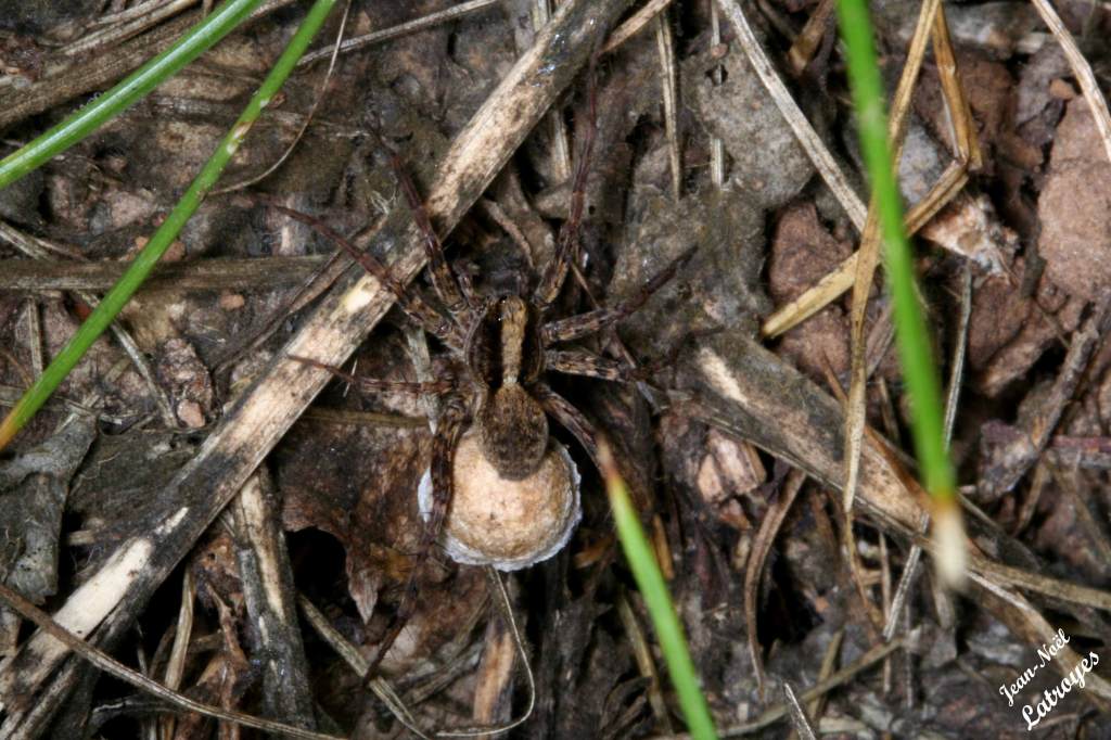 Araignée Tegenaria silvestris Koch - - Filain (Haute-Saône) – mai 2010 – Photographie Jean-Noël Latroyes - www.filain-nature.fr